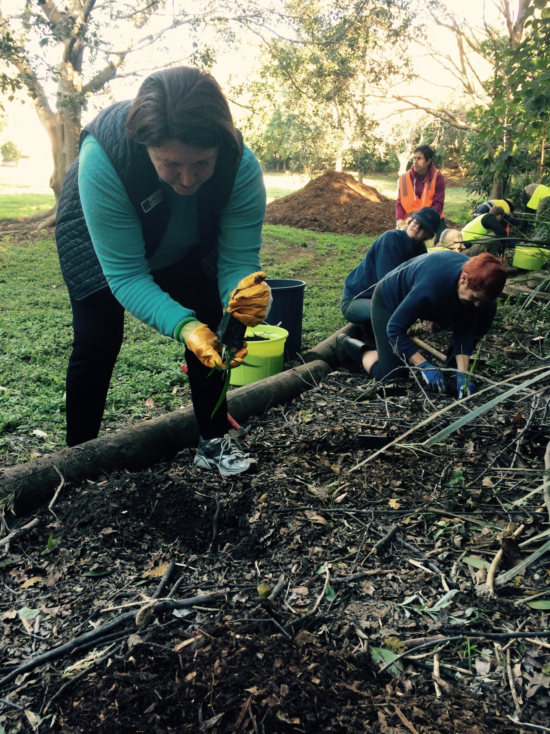 FREE Native Plants