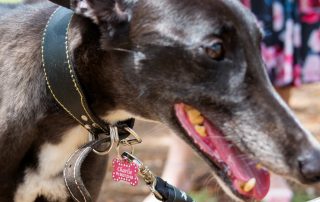 Brisbane City Council fetches new designer dog tags for registered pups