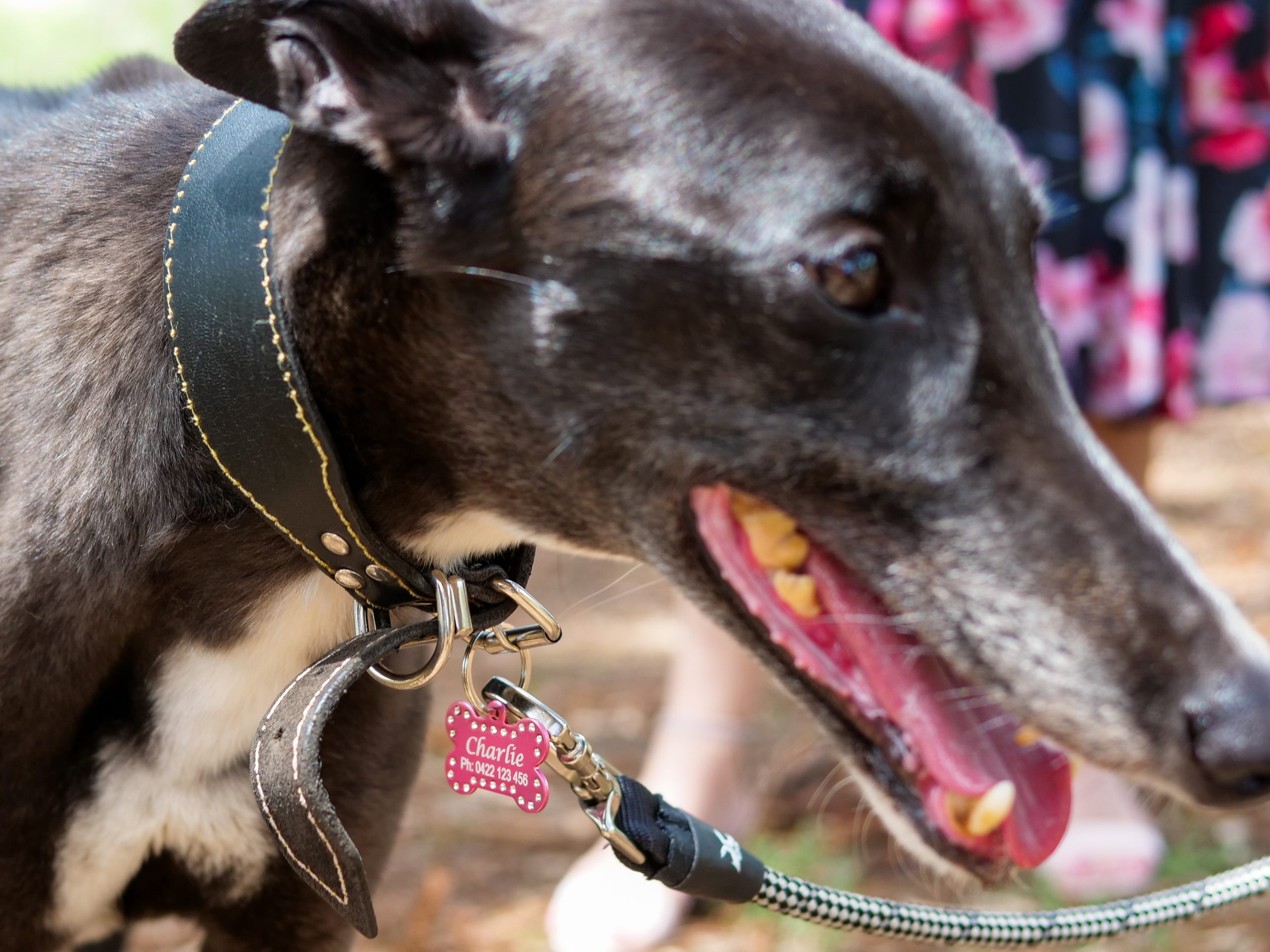 Designer dog outlet tag